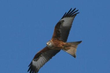 Gli uccelli by samuele aurigi - Illustrated by Samuele e Michela - Ourboox.com