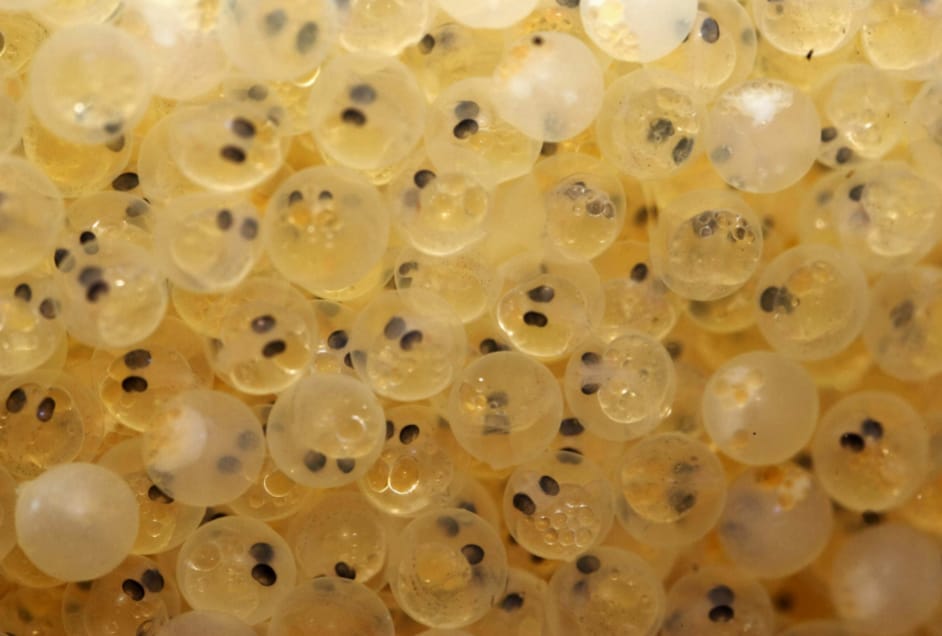 I PESCI by Gemma Pasqinuzzi - Illustrated by Gemma e Giulio - Ourboox.com