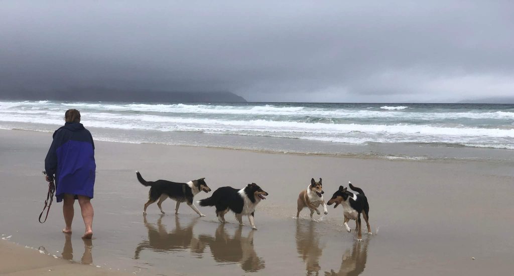 The Dream Collie of Baqilodge and Bellshill by Joanne - Ourboox.com