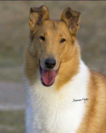 The Dream Collie of Baqilodge and Bellshill by Joanne - Ourboox.com