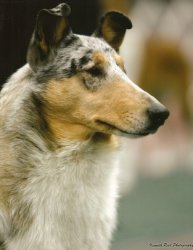 The Dream Collie of Baqilodge and Bellshill by Joanne - Ourboox.com