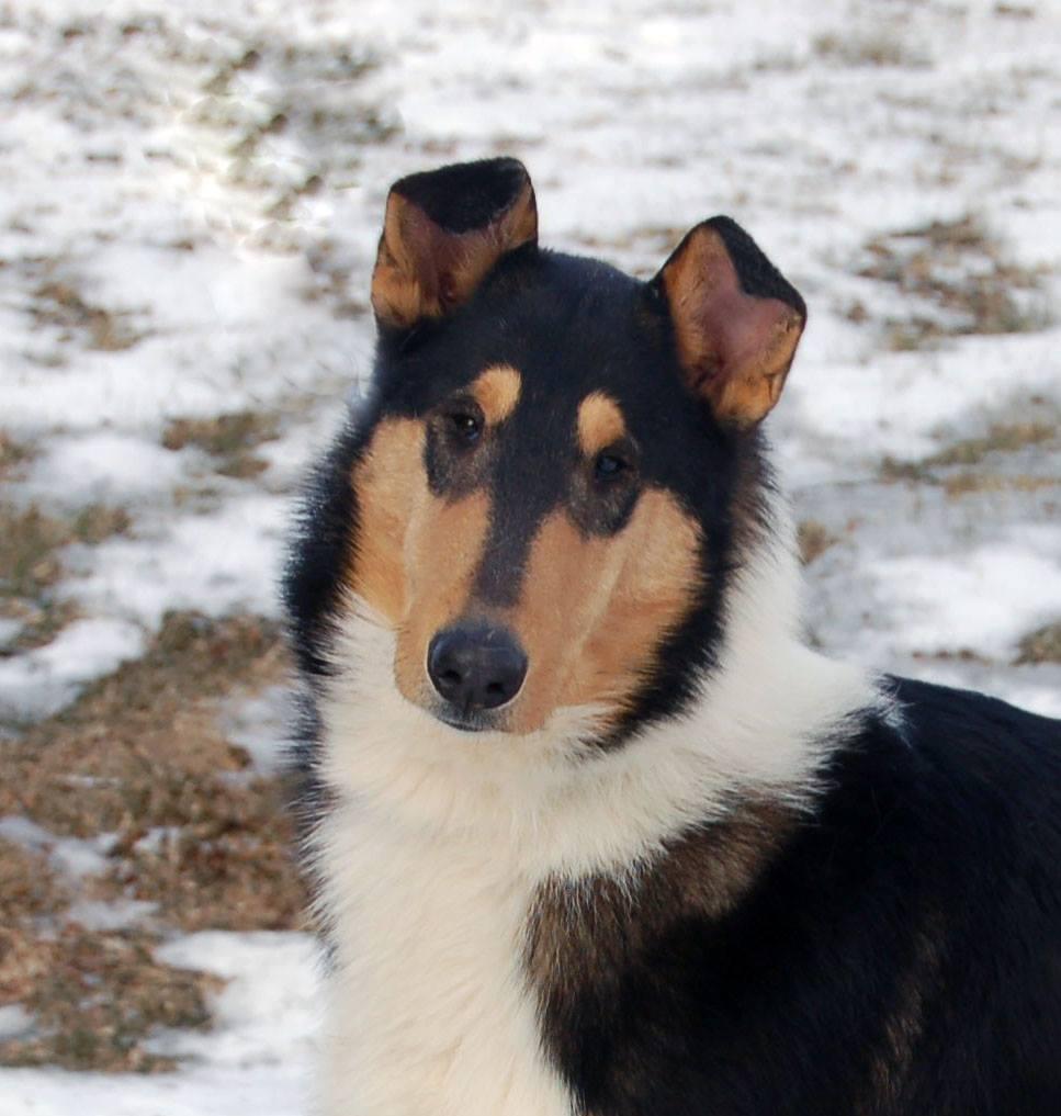 The Dream Collie of Baqilodge and Bellshill by Joanne - Ourboox.com