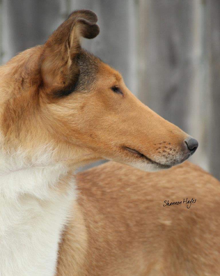 The Dream Collie of Baqilodge and Bellshill by Joanne - Ourboox.com