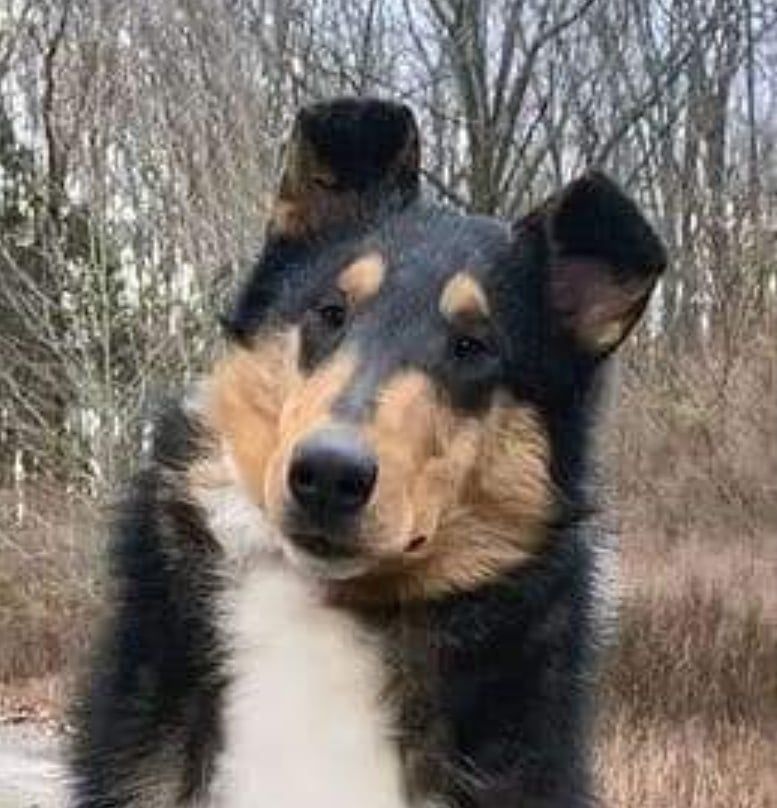 The Dream Collie of Baqilodge and Bellshill by Joanne - Ourboox.com