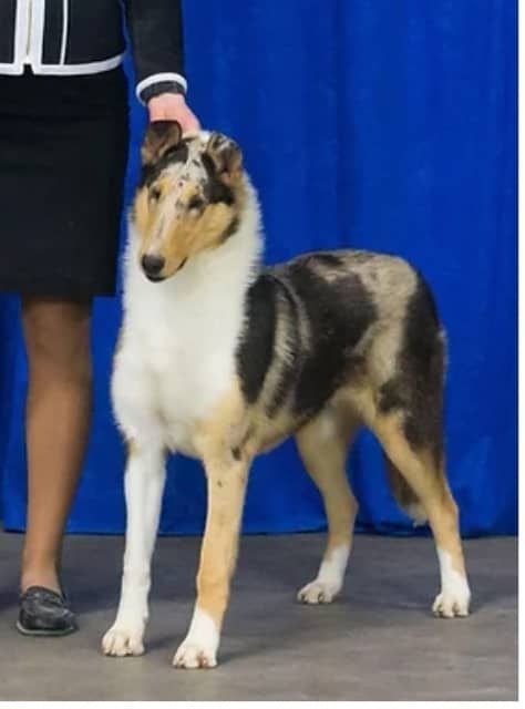 The Dream Collie of Baqilodge and Bellshill by Joanne - Ourboox.com