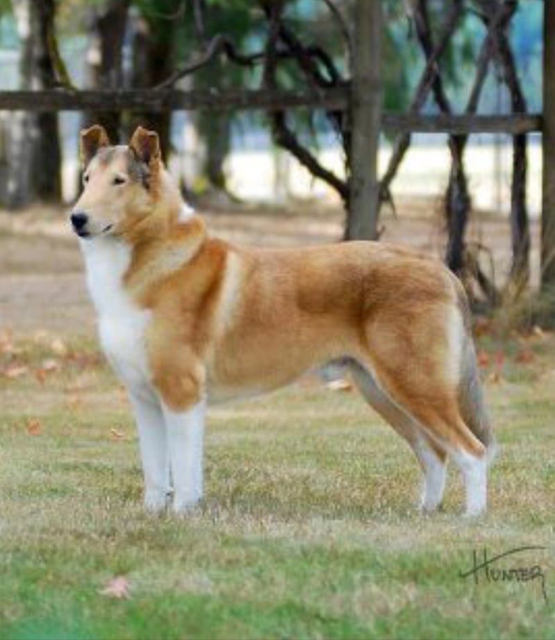 The Dream Collie of Baqilodge and Bellshill by Joanne - Ourboox.com