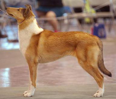 The Dream Collie of Baqilodge and Bellshill by Joanne - Ourboox.com