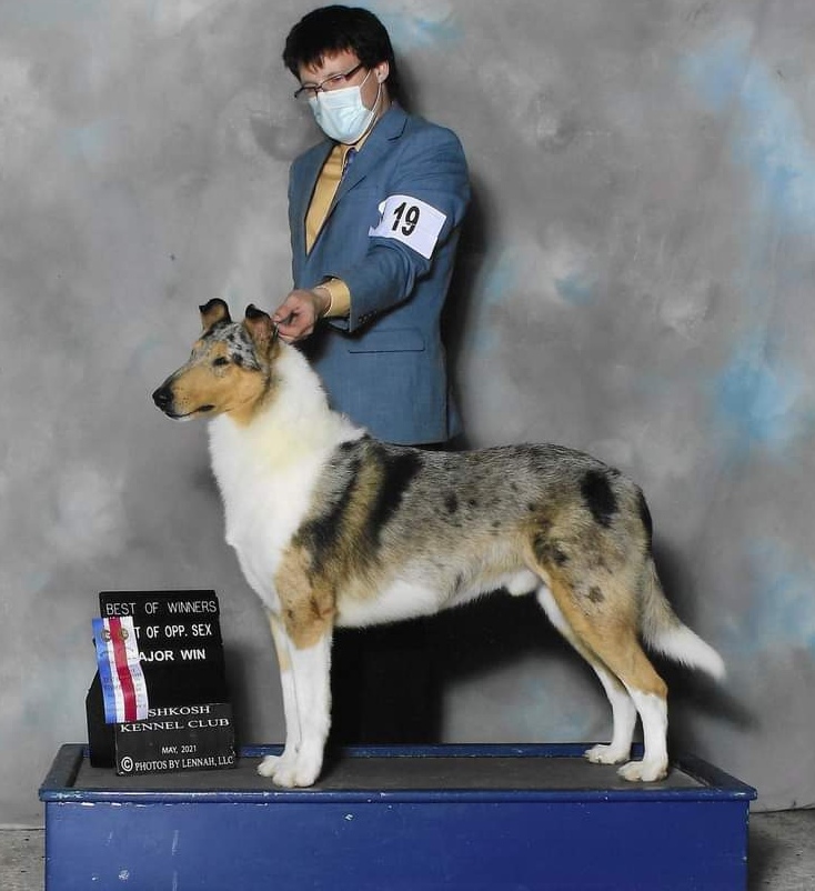 The Dream Collie of Baqilodge and Bellshill by Joanne - Ourboox.com