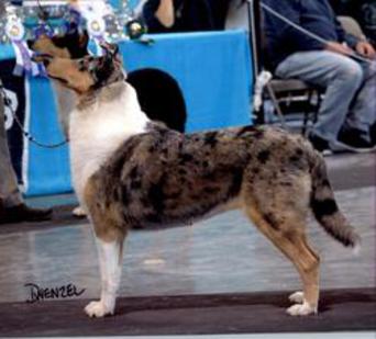 The Dream Collie of Baqilodge and Bellshill by Joanne - Ourboox.com