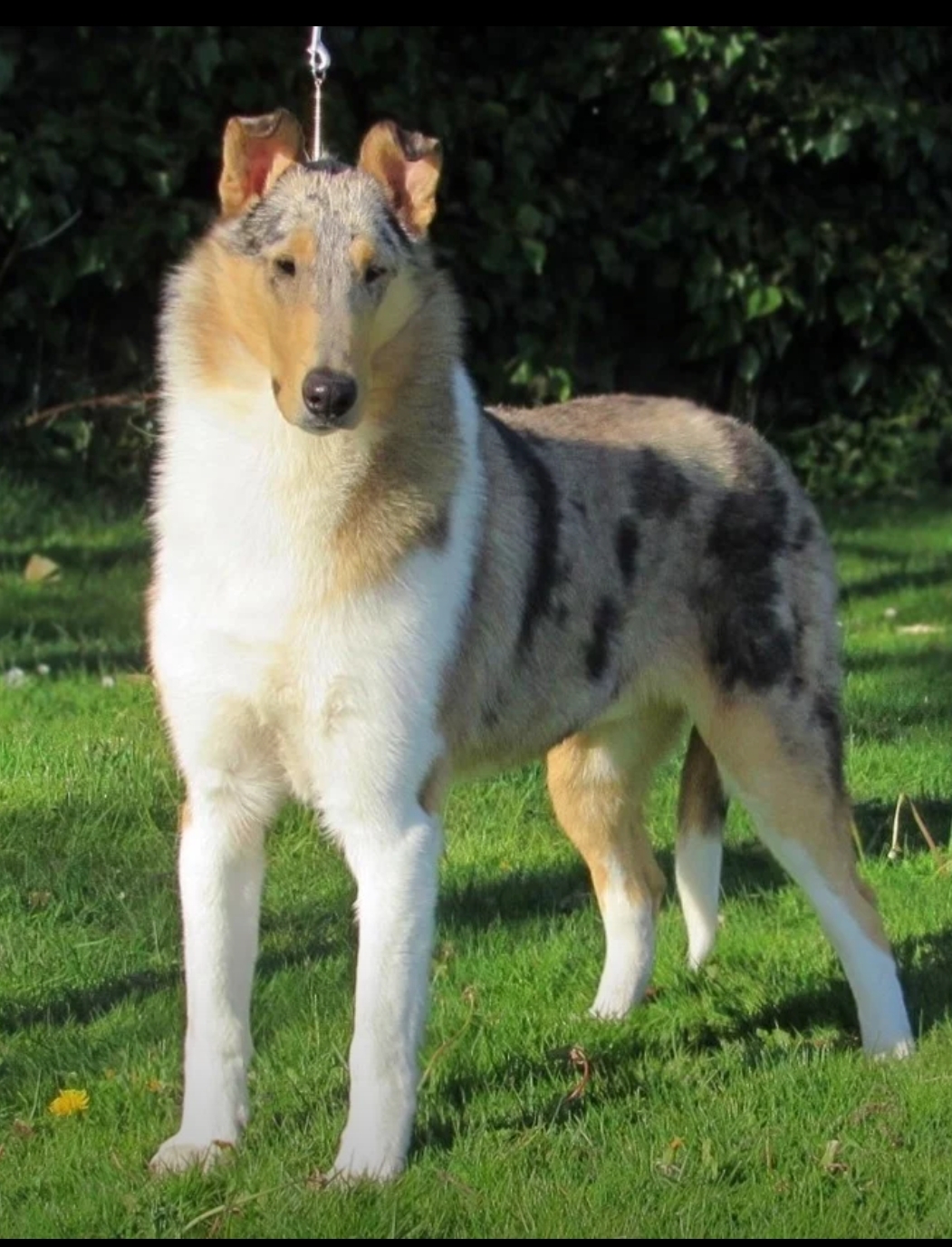 The Dream Collie of Baqilodge and Bellshill by Joanne - Ourboox.com