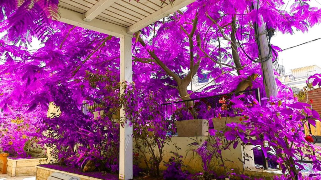 مراحل تسلسل ظواهر فصل الربيع by Samar - Illustrated by روضه القمر - Ourboox.com