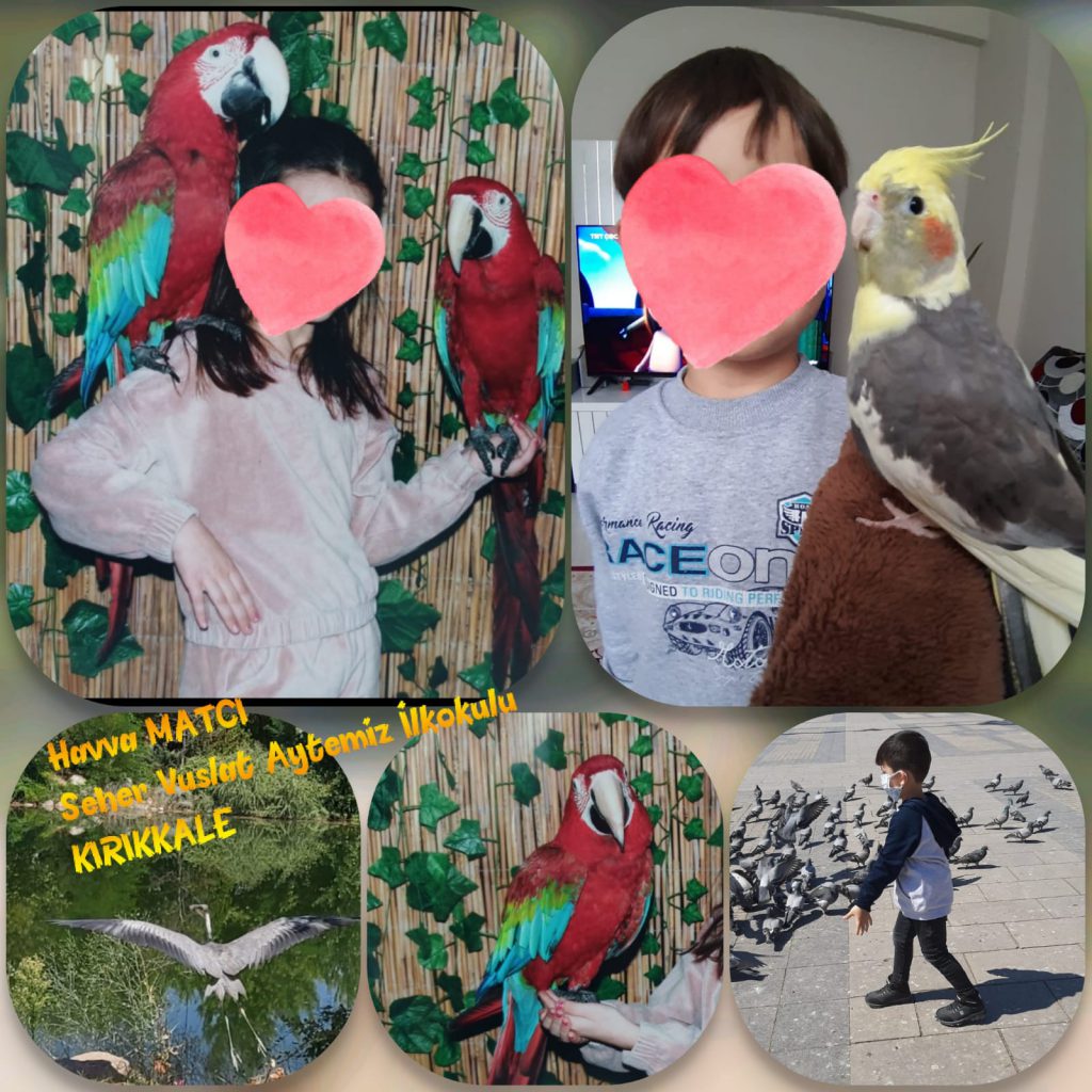 DOĞA SEVGİMİZ(KUŞ DOSTLARIMIZ) by Nagihan Çalğan - Illustrated by Biz doğayı seviyoruz. Doğadaki herşeyi sevdiğimiz gibi... Kuşlar gibi uçamasakta hayallerimiz kuşların kanadında uçuyor özgürce...İşte bizim doğa sevgimiz.. İşte bizim kuş sevgimiz...We love nature. Just like we love everything in nature... Even though we can