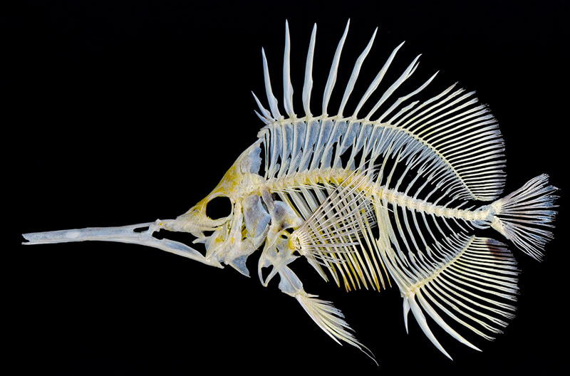 I PESCI by Gemma Pasqinuzzi - Illustrated by Gemma e Giulio - Ourboox.com