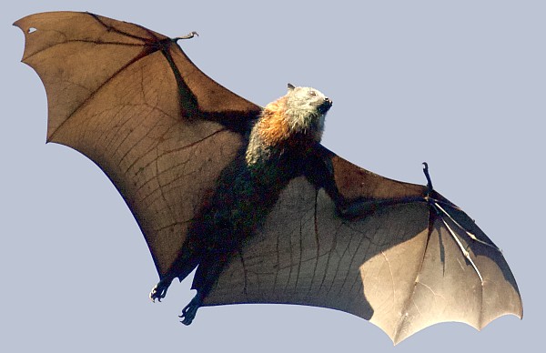 Gli uccelli by samuele aurigi - Illustrated by Samuele e Michela - Ourboox.com