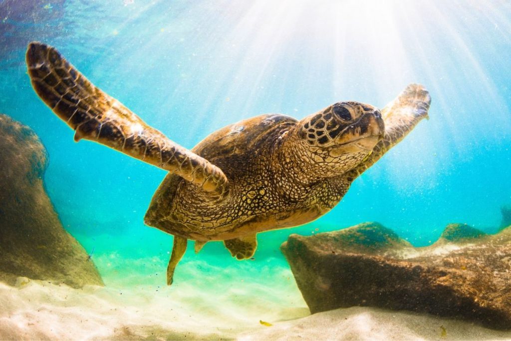 I rettili by Vincenzo Loffredo - Illustrated by Vincenzo e Viola - Ourboox.com