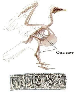 Gli uccelli by Pietro Perrone - Illustrated by Carlotta B. e Pietro P. - Ourboox.com