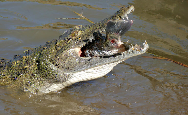 Gli uccelli by samuele aurigi - Illustrated by Samuele e Michela - Ourboox.com