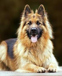 I rettili by Vincenzo Loffredo - Illustrated by Vincenzo e Viola - Ourboox.com