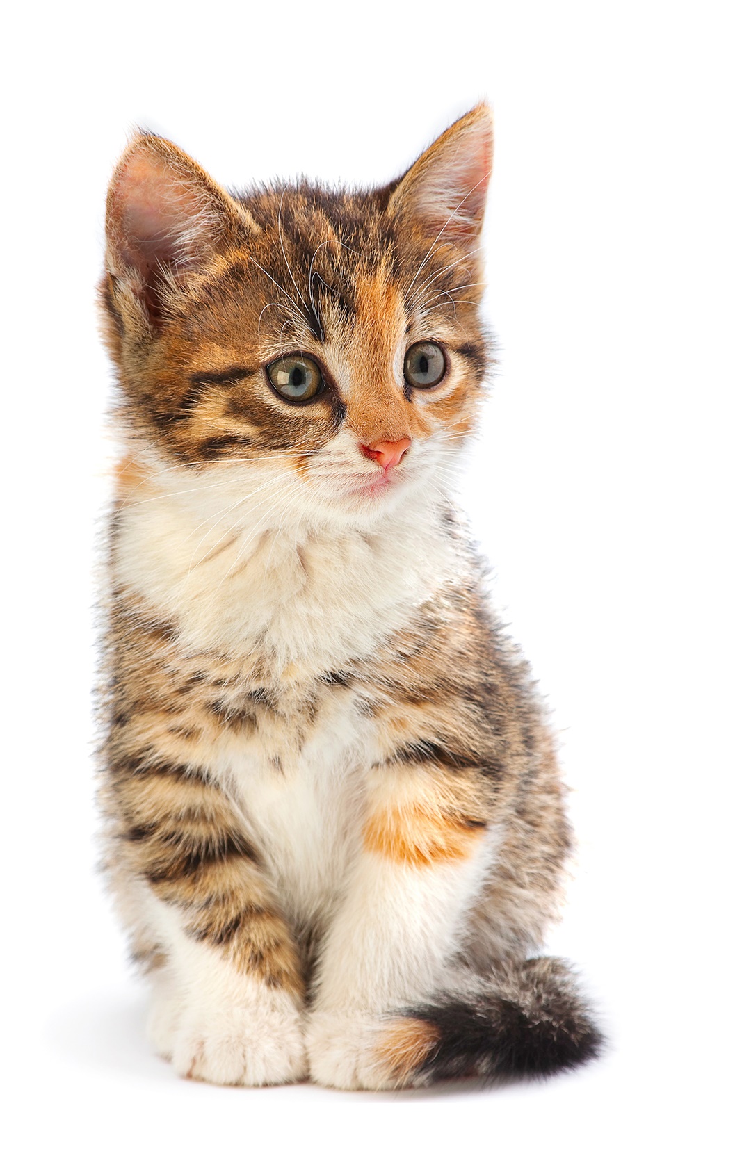 I rettili by Vincenzo Loffredo - Illustrated by Vincenzo e Viola - Ourboox.com