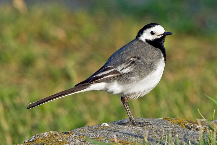 I PESCI by Gemma Pasqinuzzi - Illustrated by Gemma e Giulio - Ourboox.com