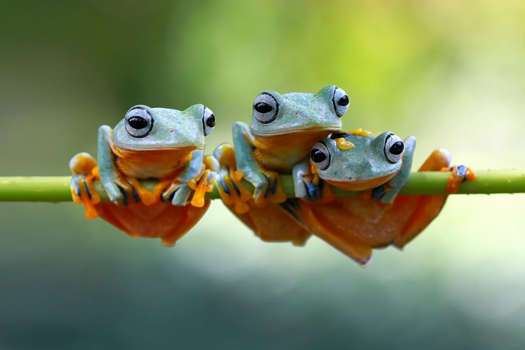 I PESCI by Gemma Pasqinuzzi - Illustrated by Gemma e Giulio - Ourboox.com