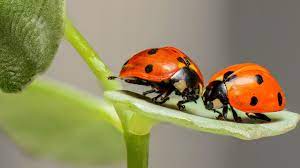 I PESCI by Gemma Pasqinuzzi - Illustrated by Gemma e Giulio - Ourboox.com