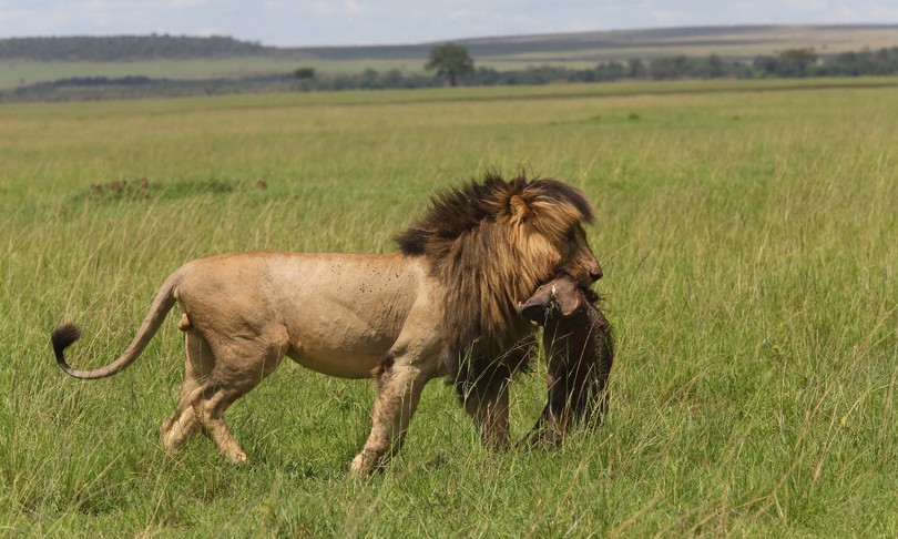 I rettili by Lorenzo Peralta - Ourboox.com