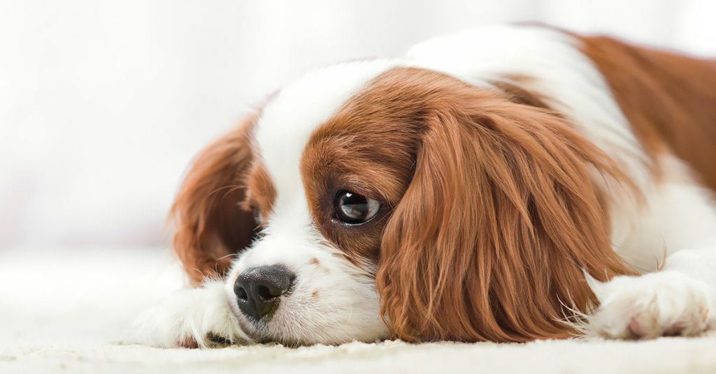 la vita è una triste bugia by ilaria - Ourboox.com