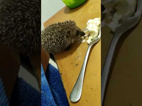 שמוליק הקיפוד by PITZ G - Illustrated by pitz g - Ourboox.com