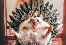 שמוליק הקיפוד by PITZ G - Illustrated by pitz g - Ourboox.com