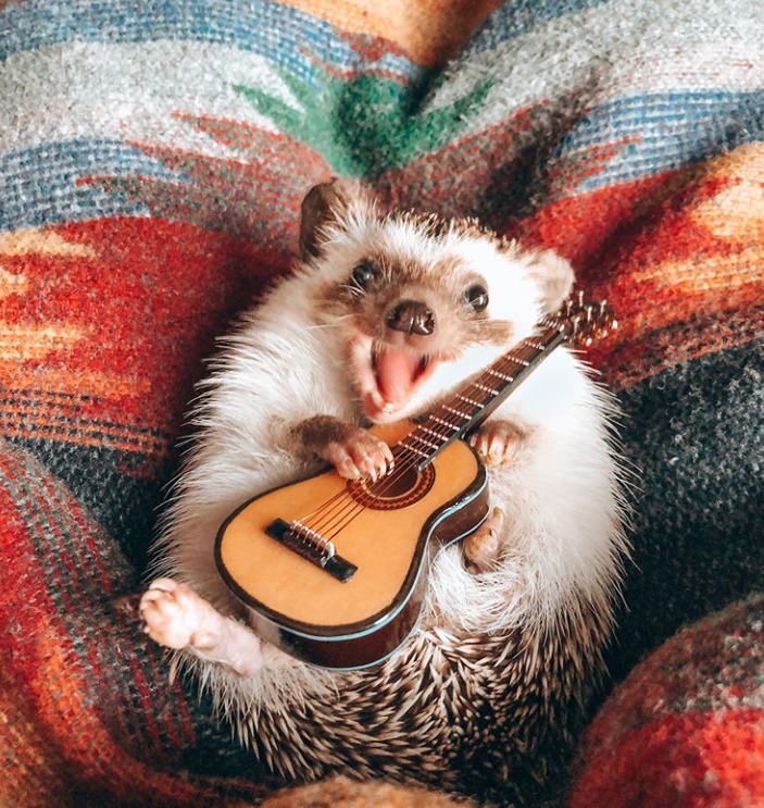 שמוליק הקיפוד by PITZ G - Illustrated by pitz g - Ourboox.com