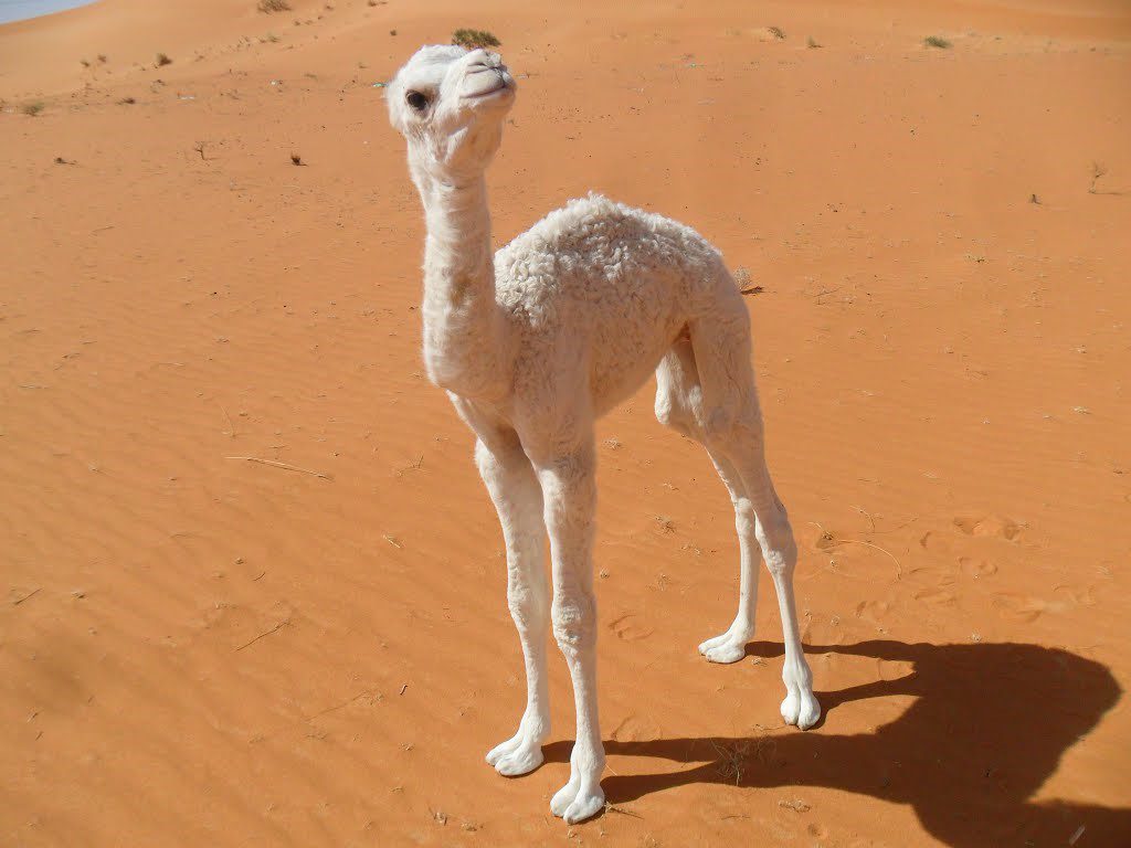 בעלי חיים ומשפחותיהם by RACHEL YALO - Illustrated by נטלי אהרוני ורחל יאלו - Ourboox.com