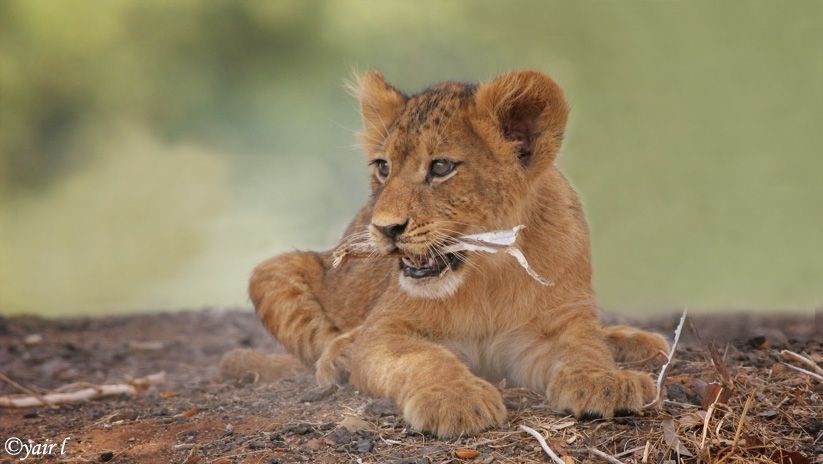 בעלי חיים ומשפחותיהם by RACHEL YALO - Illustrated by נטלי אהרוני ורחל יאלו - Ourboox.com