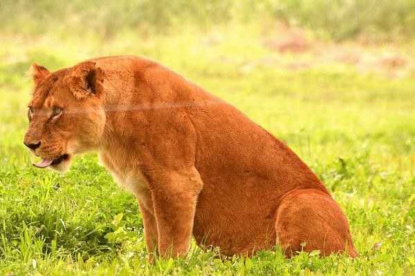 בעלי חיים ומשפחותיהם by RACHEL YALO - Illustrated by נטלי אהרוני ורחל יאלו - Ourboox.com