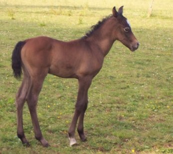 בעלי חיים ומשפחותיהם by RACHEL YALO - Illustrated by נטלי אהרוני ורחל יאלו - Ourboox.com