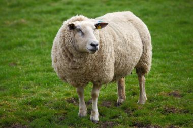 בעלי חיים ומשפחותיהם by RACHEL YALO - Illustrated by נטלי אהרוני ורחל יאלו - Ourboox.com