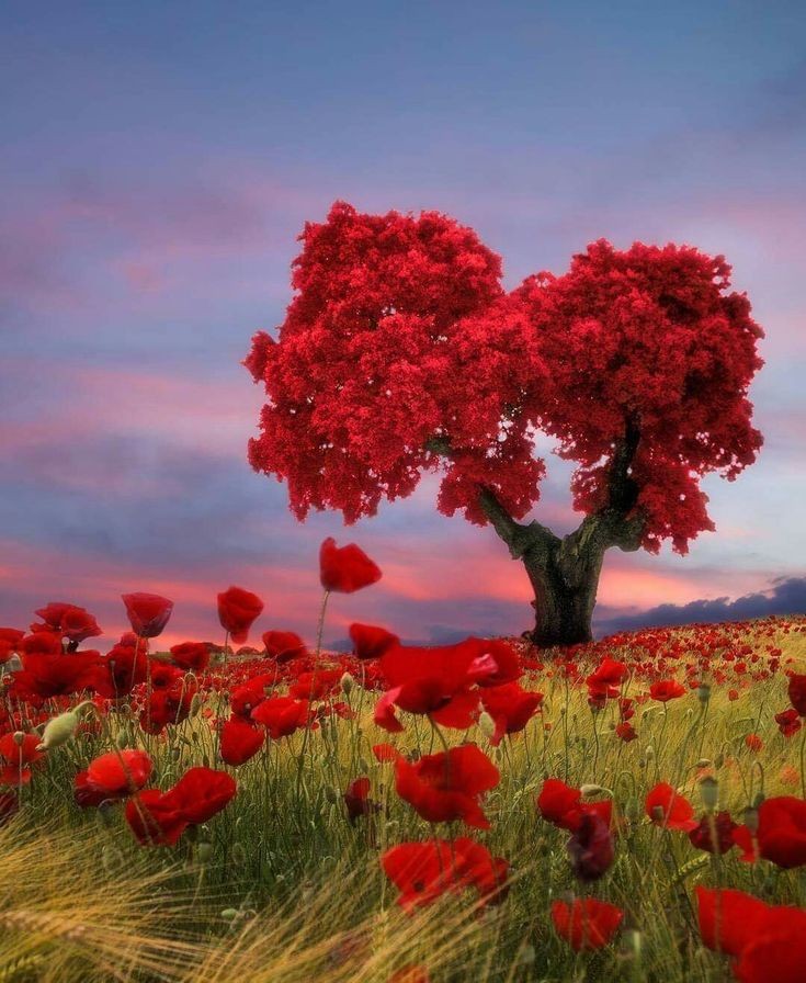 جمالك يا امي من جمال الطبيعة التي من خلق الله