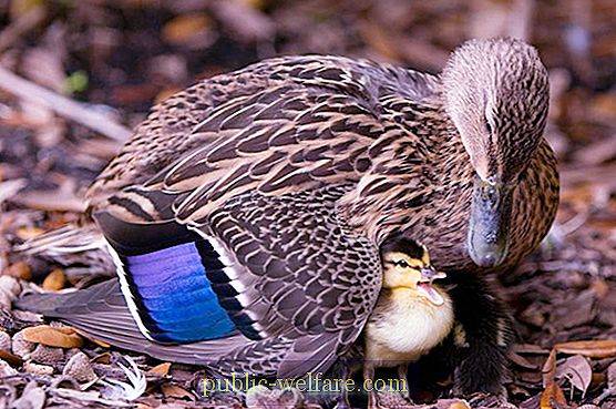 MY DUCK by DANIEL - Ourboox.com