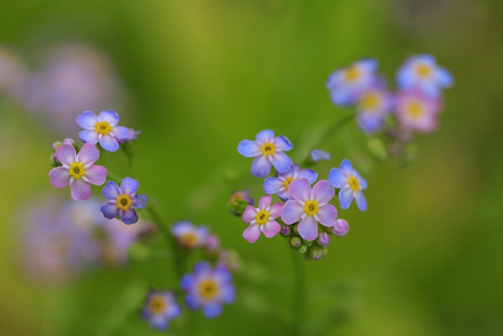 ВЕСНЯНОЧКА (від групи 1ОДП) by Лариса  - Ourboox.com