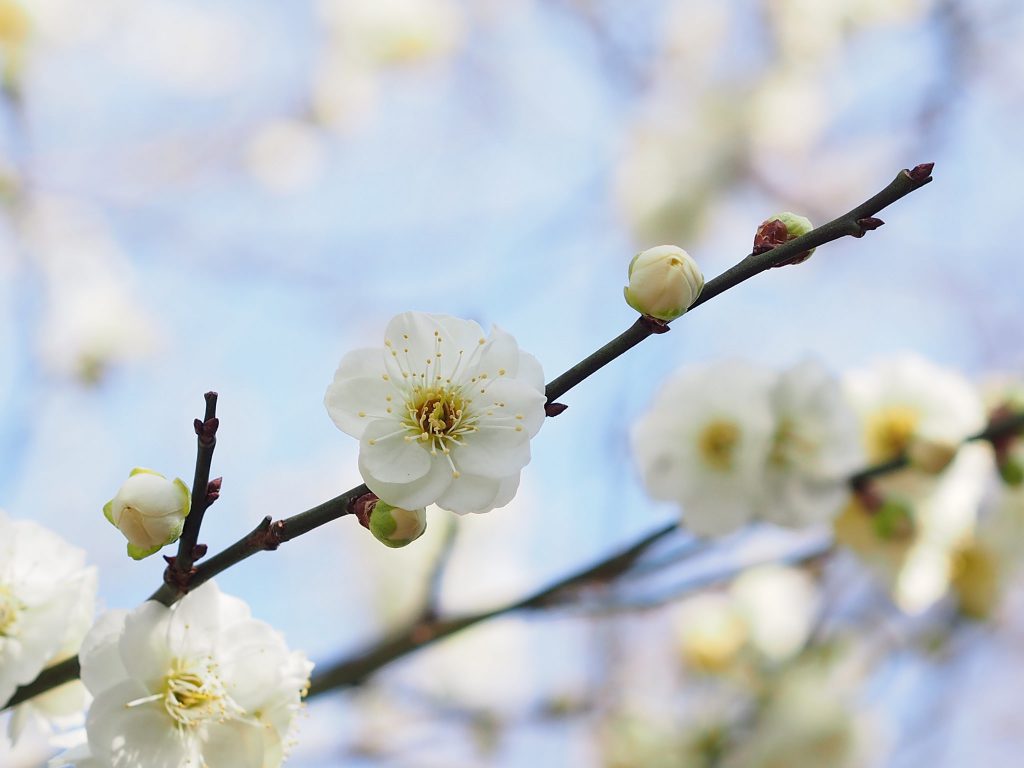 ВЕСНЯНОЧКА