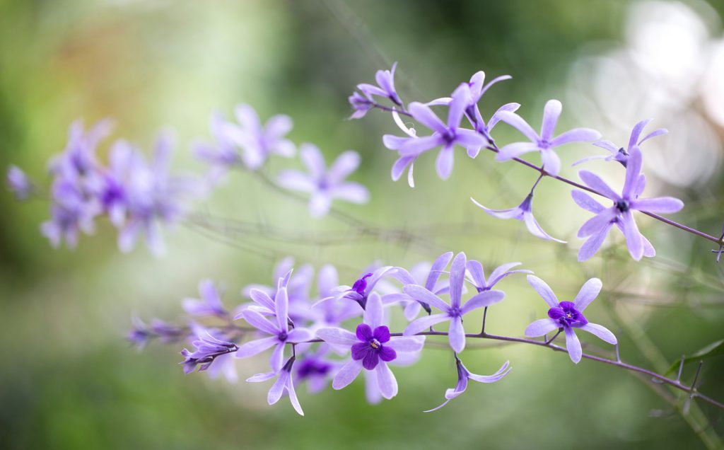 ВЕСНЯНОЧКА (від групи 1ПДЛ) by Лариса  - Ourboox.com