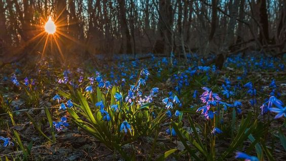 ВЕСНЯНОЧКА (від групи 1РДЛ) by Лариса  - Ourboox.com