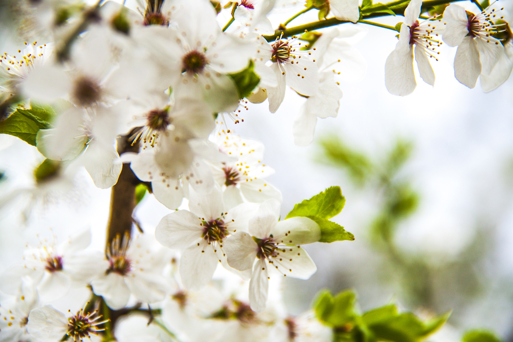 ВЕСНЯНОЧКА (від групи 1ОДП) by Лариса  - Ourboox.com