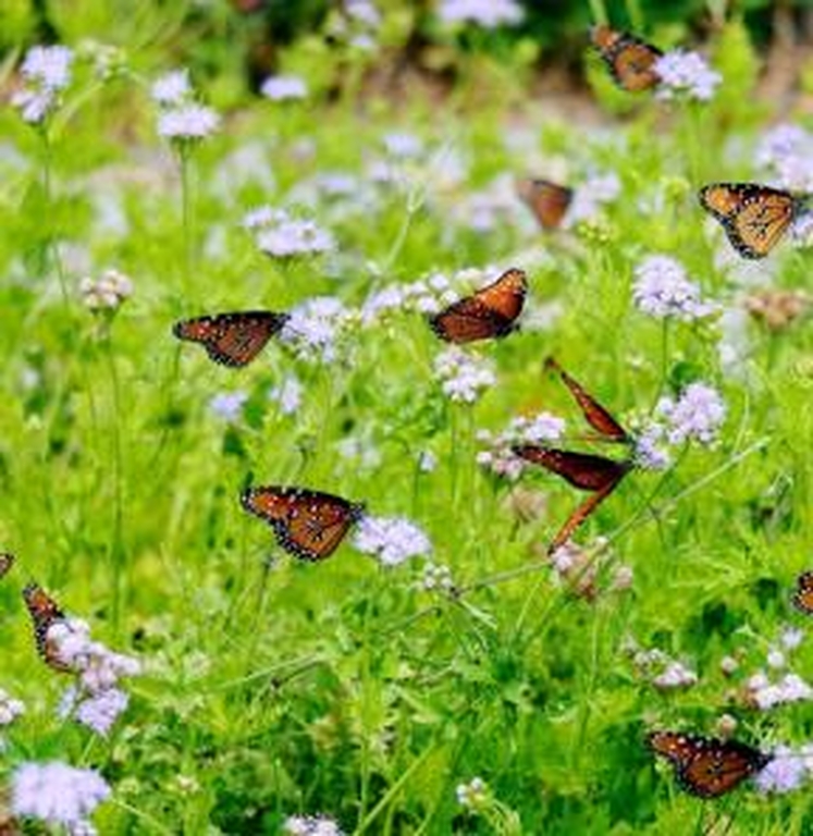 Gli anfibi by Francesca dignazio - Illustrated by Francesca e Jacopo - Ourboox.com