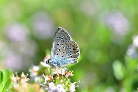 Gli anfibi by Francesca dignazio - Illustrated by Francesca e Jacopo - Ourboox.com