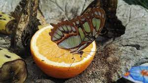 Gli anfibi by Francesca dignazio - Illustrated by Francesca e Jacopo - Ourboox.com