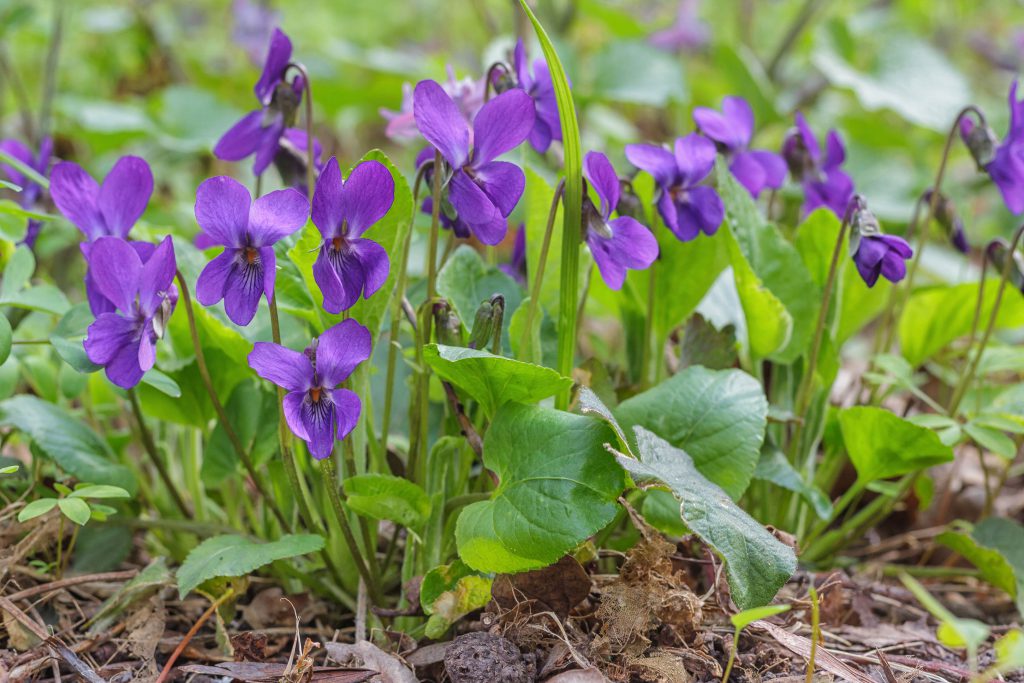 ВЕСНЯНОЧКА (від групи 1ОДП) by Лариса  - Ourboox.com