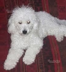 Save the prof by Kim_lee.95  - Illustrated by Kim-Axel-Nathan-Ryan - Ourboox.com