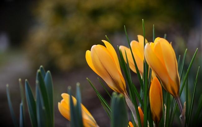 ВЕСНЯНОЧКА (від групи 1РДЛ) by Лариса  - Ourboox.com