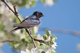 ВЕСНЯНОЧКА (від групи 1ОДП) by Лариса  - Ourboox.com